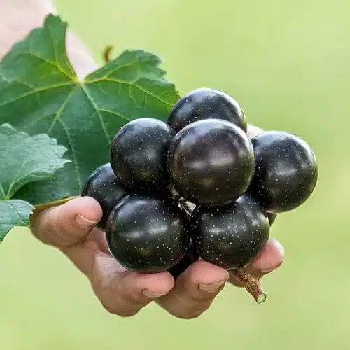 Unleash Your Senses with Supreme Grapes by Natural History: A Journey into Exquisite Flavours