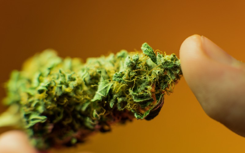 close up marijuana buds in mans hand with warm background medical marijuana bud